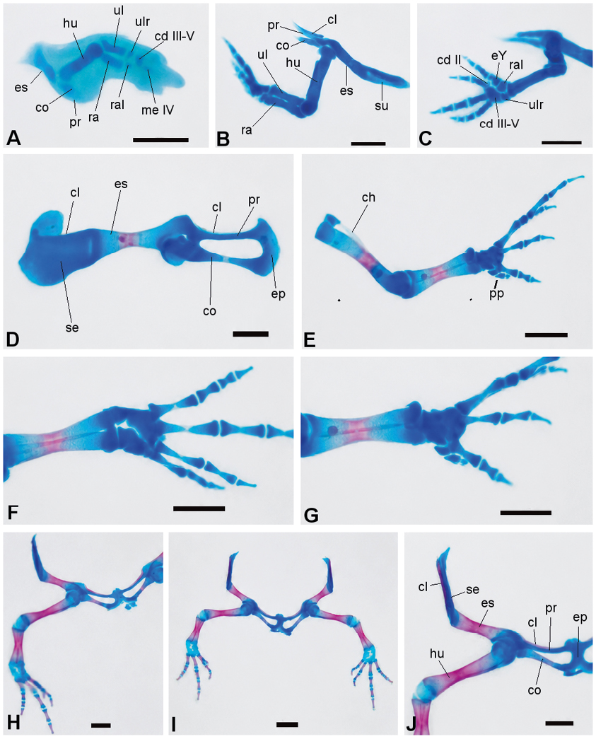 Varias imágenes microscópicas en tonos azules y rosados muestran estructuras óseas y articulares de extremidades con etiquetas anatómicas.

Descripción generada con IA