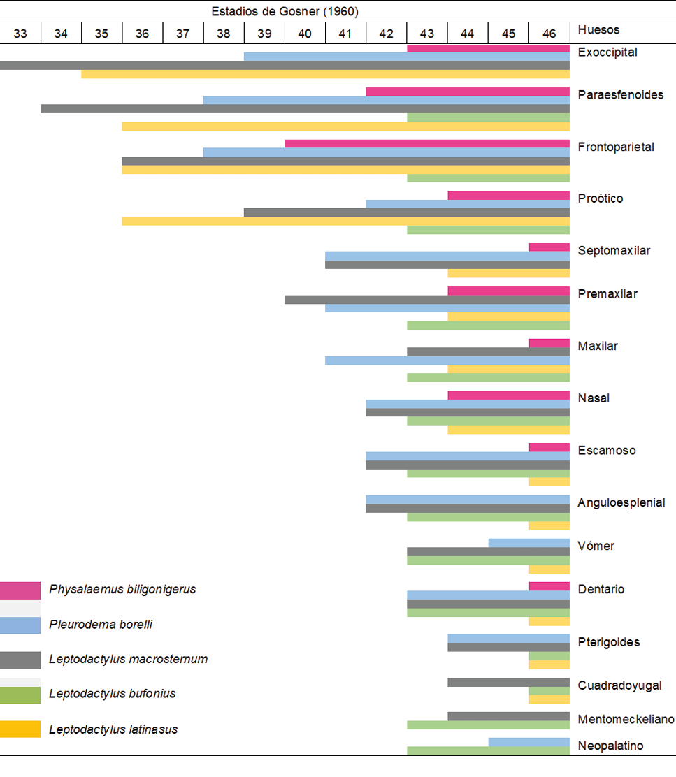 Gráfico de barras que muestra la distribución de diferentes huesos y especies fósiles según las estaciones de Goener en 1960 con colores que representan varias especies de Leptodactylus y otros géneros.

Descripción generada con IA