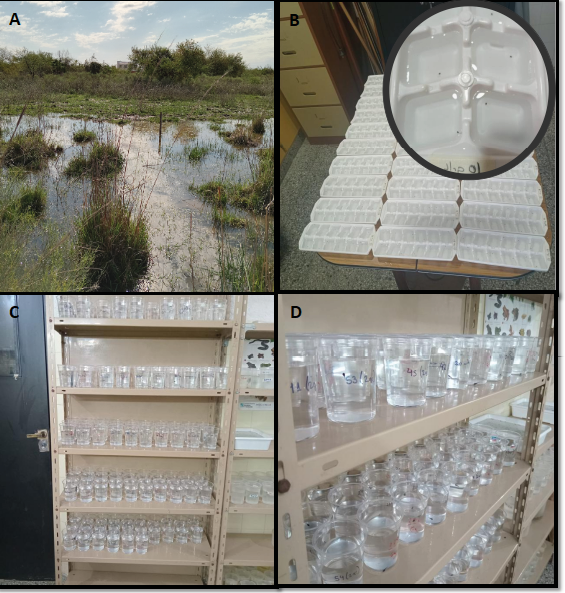Un conjunto de cuatro imágenes que muestran un área de campo con agua, bandejas de plástico para experimentos, y estantes con múltiples vasos de vidrio etiquetados con líquidos transparentes en un laboratorio.

Descripción generada con IA