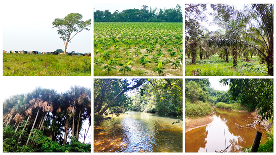 Usos del suelo y coberturas naturales en la cuenca del caño Iracá. a. Pastizales para ganadería, el uso del suelo más generalizado en toda la cuenca.  b. Cultivos alimentarios de plátano en la margen norte del caño Iracá, c.  Plantaciones de palma africana cuya mayor área se extiende en la cuenca media. d. Morichales localizados en torno a los cuerpos acuáticos de la cuenca alta. e. Bosque de galería del caño Iracá cerca del municipio de Fuente de Oro. f. Cauce del caño Iracá cerca de su desembocadura.