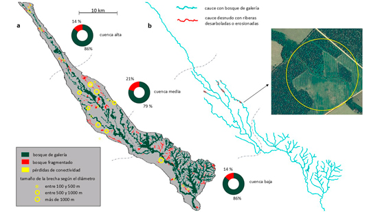 Impacto antrópico en la cuenca del caño Iracá. a, Fragmentación y pérdidas de conectividad en el bosque de galería, b. Tramos de la red hídrica que han experimentado pérdida del bosque marginal.