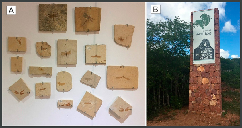 A) Ejemplares f&oacute;siles de insectos preservados en calizas de la Cuenca de Araripe colecci&oacute;n del Museo de Paleontolog&iacute;a Pl&aacute;cido Cidade Nuvens B) Se&ntilde;al de acceso al geositio &ldquo;Floresta Petrificada do Cariri&rdquo;, Geoparque Araripe UNESCO